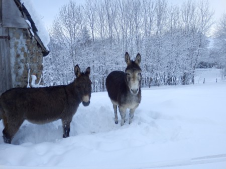 Qualinette et Rosalie 